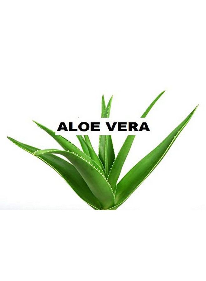 QYKKARE مسحوق الصبار الفاخر عبوة من قطعتين (وزن 200 جرام) - Image 4