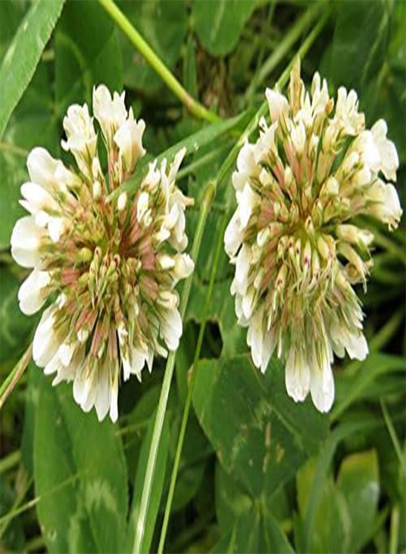 GGOOT Dutch White Clover Nitro Coated Inoculated Seed by  Bulk 1200 Seeds - Image 4