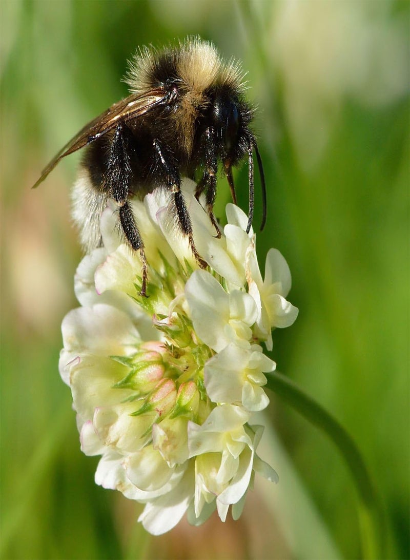 GGOOT Dutch White Clover Nitro Coated Inoculated Seed by  Bulk 1200 Seeds - Image 3