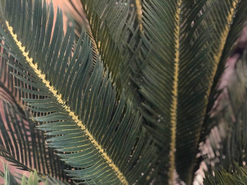 AMERIQUE Gorgeous 3 Feet Cycas Revoluta Sago Palm Tree Artificial Plant with Nursery Pot Feel Real Technology 28 Long  Giant Leaves Green - Image 3