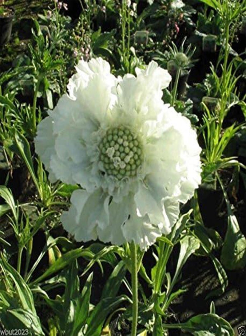 GGOOT Scabiosa Seeds - WHITE ,Flowers seeds,commonly known as Pincushion Flower.(25 Seeds) - Image 1