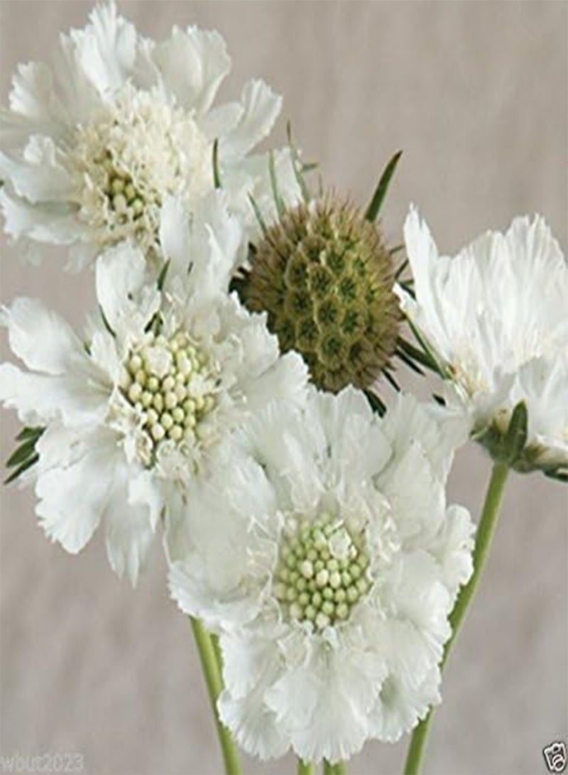 GGOOT Scabiosa Seeds - WHITE ,Flowers seeds,commonly known as Pincushion Flower.(25 Seeds) - Image 2