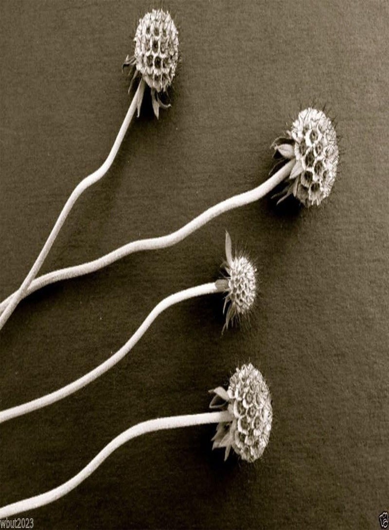 GGOOT Scabiosa Seeds - WHITE ,Flowers seeds,commonly known as Pincushion Flower.(25 Seeds) - Image 4