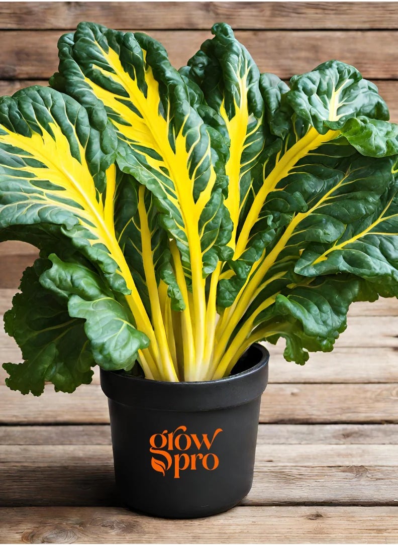 GROW - Bright Yellow Decorticated swiss chard - Image 1