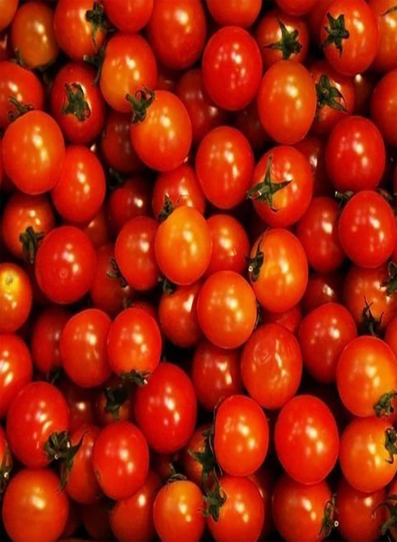 GGOOT Vegetable Seed Varieties - 20Pcs/Bag Tomato Seeds Viable Prolific Perennial High Yield Vegetable Plant Seeds for Farm Kids Beginners Gardeners Gift -1# - Image 2