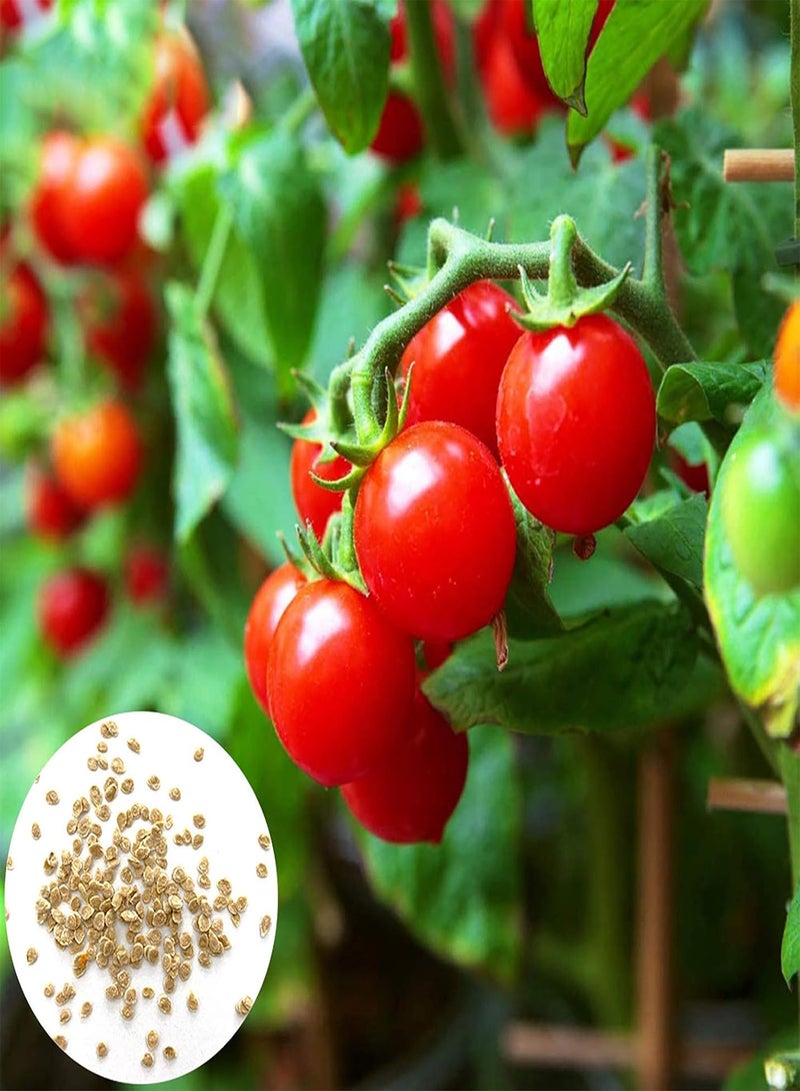 GGOOT Vegetable Seed Varieties - 20Pcs/Bag Tomato Seeds Viable Prolific Perennial High Yield Vegetable Plant Seeds for Farm Kids Beginners Gardeners Gift -1# - Image 1