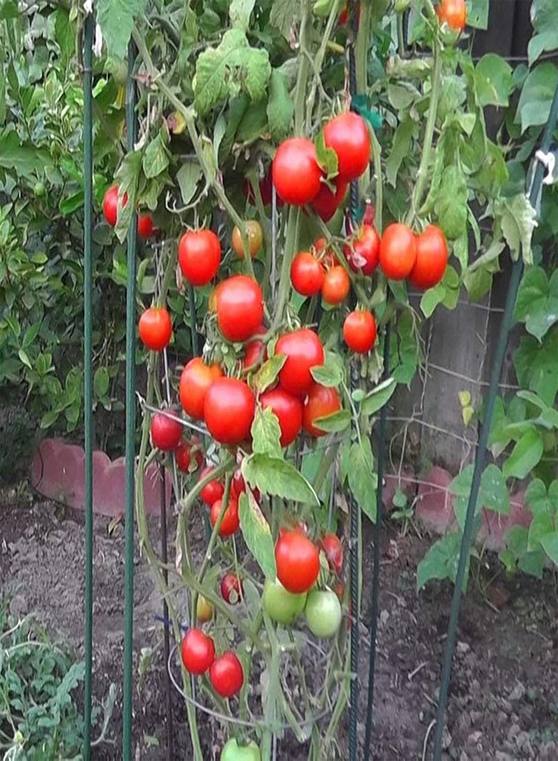 GGOOT Vegetable Seed Varieties - 20Pcs/Bag Tomato Seeds Viable Prolific Perennial High Yield Vegetable Plant Seeds for Farm Kids Beginners Gardeners Gift -1# - Image 4