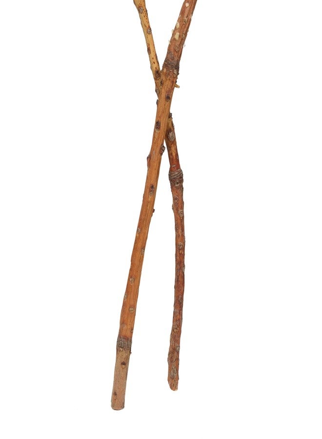 فيكرمان نبات بروتيا بلش كينج من فيكرمان ناتشورال بوتانيكالز، ساق بطول 11 بوصة، أوراق نباتية مجففة محفوظة طبيعياً، عبوة من قطعتين - Image 4