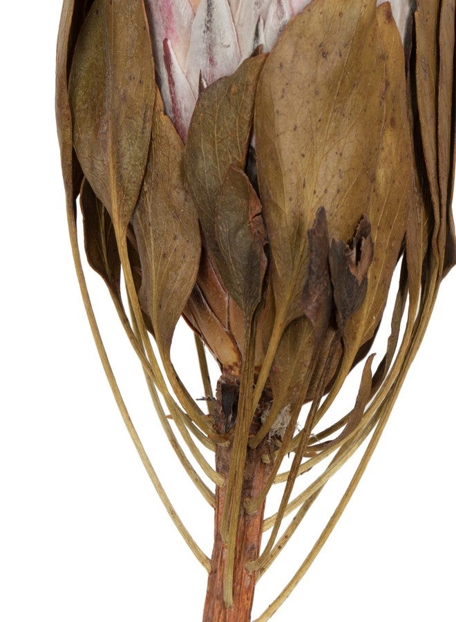 فيكرمان نبات بروتيا بلش كينج من فيكرمان ناتشورال بوتانيكالز، ساق بطول 11 بوصة، أوراق نباتية مجففة محفوظة طبيعياً، عبوة من قطعتين - Image 3