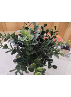 Cennet Home Ecliptus Boxwood Desktop Flower in White Wicker Plastic Pot  - Image 3
