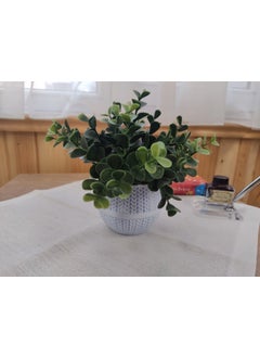 Cennet Home Ecliptus Boxwood Desktop Flower in White Wicker Plastic Pot  - Image 2