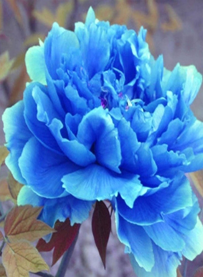 جي جوت نباتات زهور الحديقة الخضراء - 20 قطعة/كيس بذور الفاوانيا الحلوة سهلة الزراعة بألوان مختلطة من شجرة الفاوانيا المزهرة للمنزل - 9 - Image 1