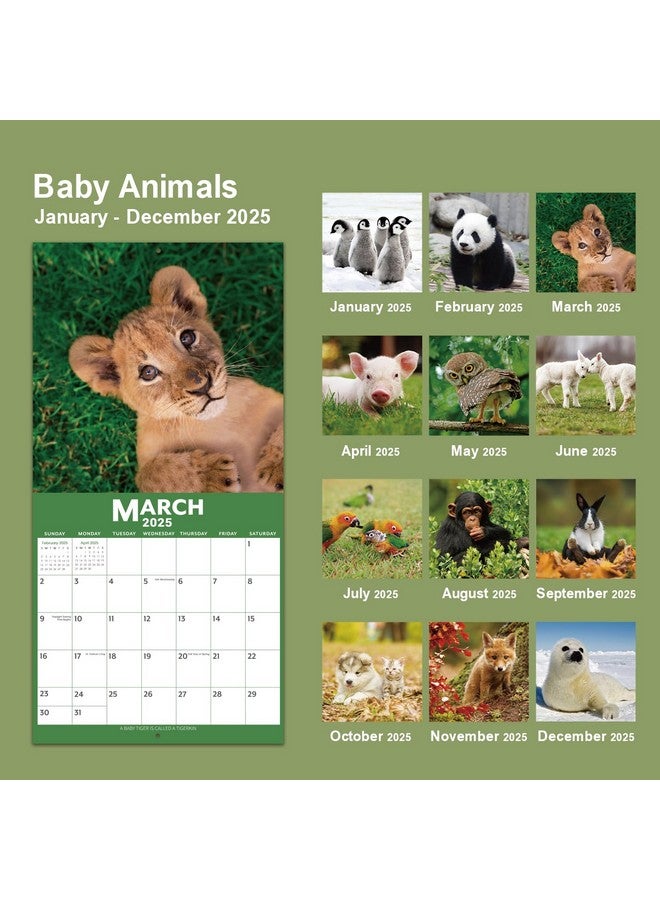 Poluma 2025 Calendar - 12 Month Baby Animals Wall Calendar 2025 From January 2025 - December 2025, 12 X 12 Inches, Thick & Sturdy Paper, 12" X 24" (Open), Perfect Calendar For Organizing & Planning  - Image 2
