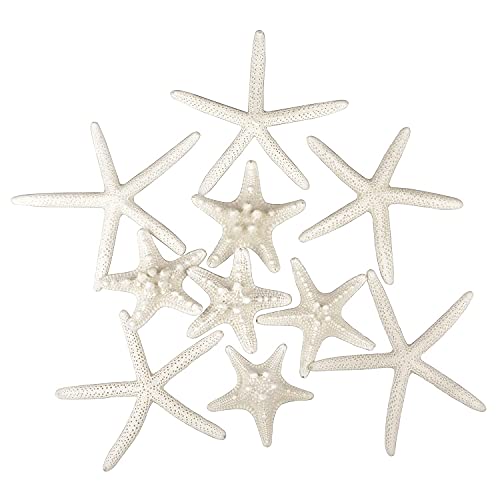 Jangostor 12 PCS Starfish 2-6 Inch Mixed Starfish Natural Seashells Starfish Star Fish Shells Decorations Perfect for Wedding Decor Beach Theme Party, Home Decorations, DIY Crafts, Fish Tank - Image 1