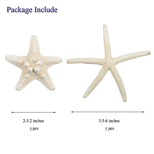 Jangostor 12 PCS Starfish 2-6 Inch Mixed Starfish Natural Seashells Starfish Star Fish Shells Decorations Perfect for Wedding Decor Beach Theme Party, Home Decorations, DIY Crafts, Fish Tank - Image 2