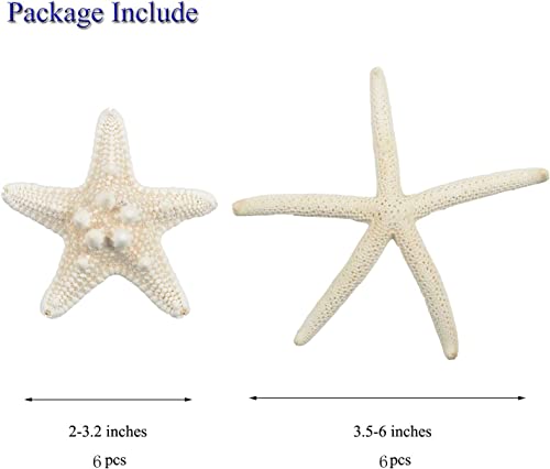 Jangostor 12 PCS Starfish 2-6 Inch Mixed Starfish Natural Seashells Starfish Star Fish Shells Decorations Perfect for Wedding Decor Beach Theme Party, Home Decorations, DIY Crafts, Fish Tank - Image 3