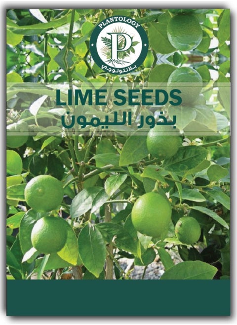 Lime Seeds for Planting - Lime Fruit Tree Seeds for Planting in Home and Garden