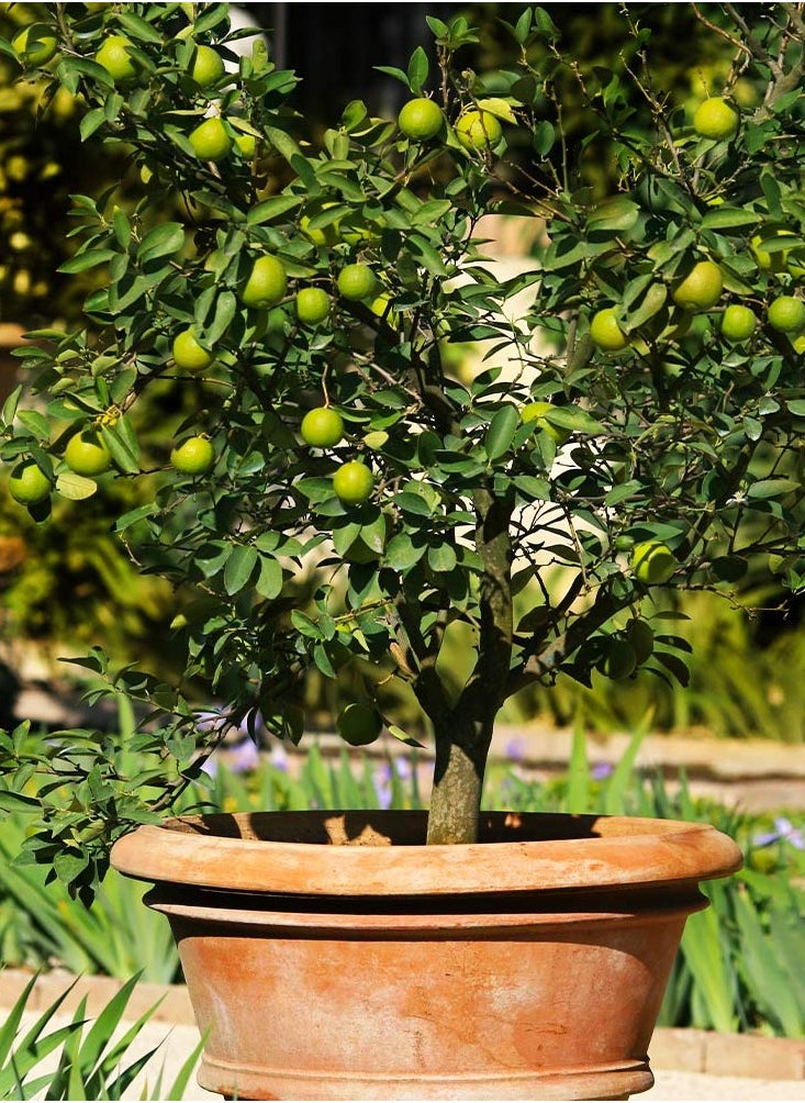 Lime Seeds for Planting - Lime Fruit Tree Seeds for Planting in Home and Garden