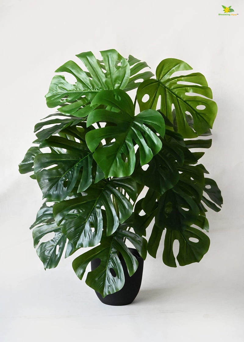 Blooming Floret Artificial Monstera Plant With Basic Black Pot | 18 Green Leaves | Big Ornamental Plant for Interior and Office Decor | 78.7 cm Tall Natural Looking - Image 1
