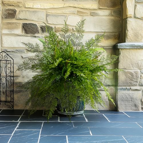 Bailikang 4PCS Lifelike Fake Fern Plants UV Resistant Artificial Boston Ferns for Outdoor Indoor Large Fake Greenery Plants No Wither for Front Porch Garden Window Home Decoration - Image 3