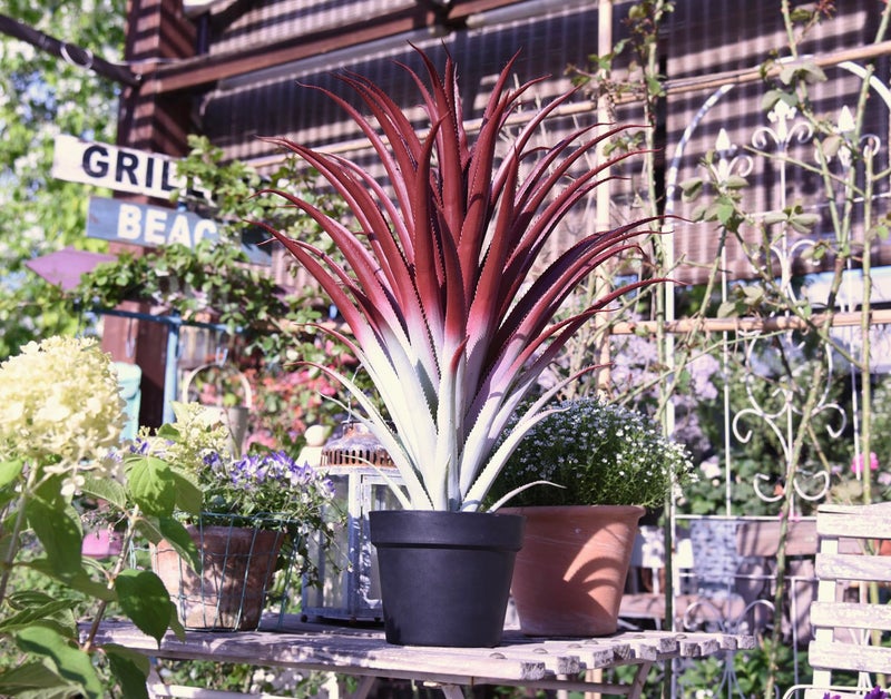 SUNPRAIRIE Hyper Realistic Big Red Artificial Aloe Vera Plant 26 Inches Tall. Large Faux Agave in Matte Black Pot. - Image 4