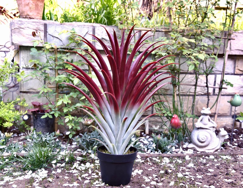SUNPRAIRIE Hyper Realistic Big Red Artificial Aloe Vera Plant 26 Inches Tall. Large Faux Agave in Matte Black Pot. - Image 2
