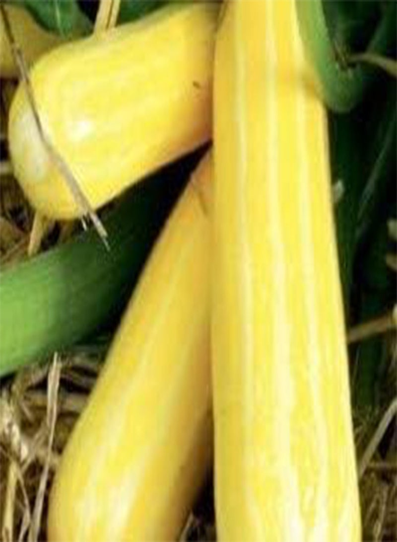 جي جوت بذور الخضار F1 Goldmine