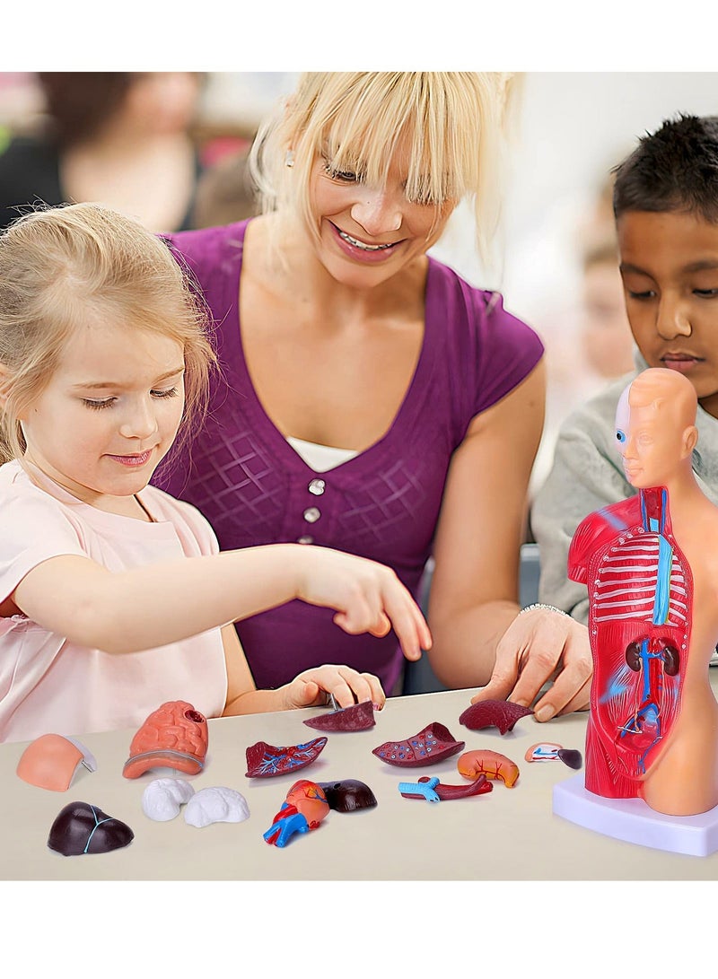 Human Body Model for Kids, 15Pcs Removable Human Torso Anatomy Model, Body Parts for Toddlers, Preschool Learning Toys, Age 4+, Medical Student Learning, School Education Display （11 inch） - Image 4