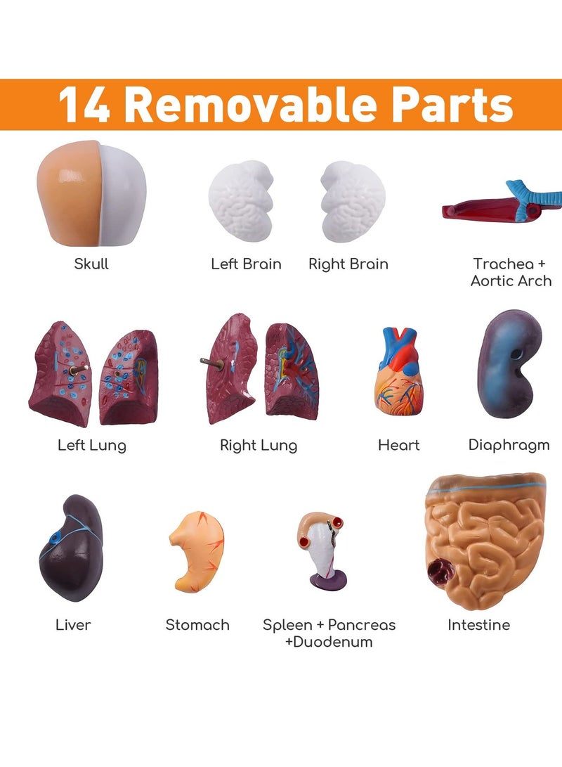 Human Body Model for Kids, 15Pcs Removable Human Torso Anatomy Model, Body Parts for Toddlers, Preschool Learning Toys, Age 4+, Medical Student Learning, School Education Display （11 inch） - Image 3