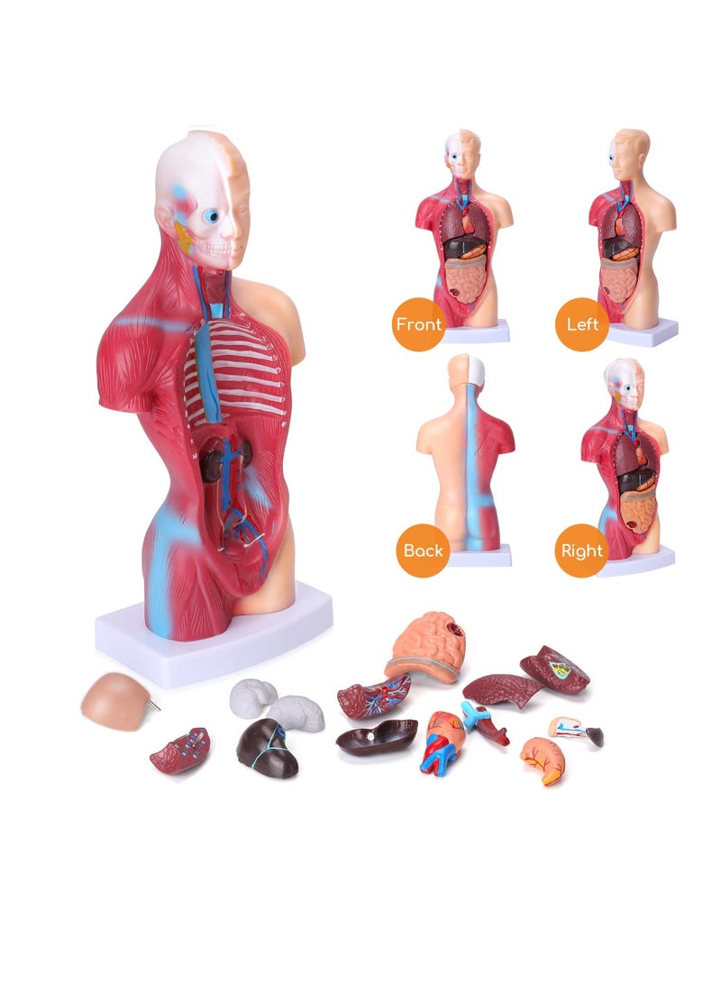 Human Body Model for Kids, 15Pcs Removable Human Torso Anatomy Model, Body Parts for Toddlers, Preschool Learning Toys, Age 4+, Medical Student Learning, School Education Display （11 inch） - Image 5