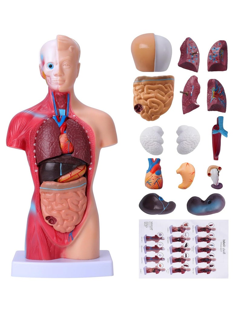 Human Body Model for Kids, 15Pcs Removable Human Torso Anatomy Model, Body Parts for Toddlers, Preschool Learning Toys, Age 4+, Medical Student Learning, School Education Display （11 inch） - Image 1