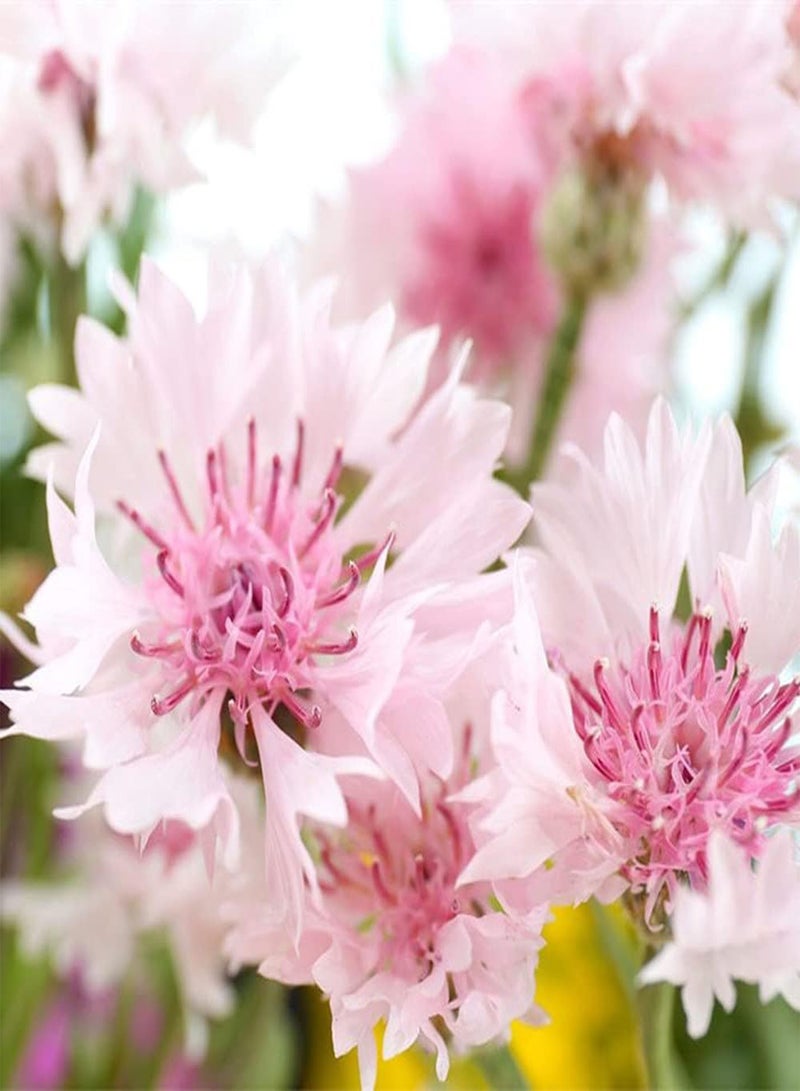 جي جوت 50 قطعة من بذور زهرة الذرة، زهرة زينة سنوية مزروعة في الداخل والخارج، أزهار جميلة تنضح برائحة تجذب الفراشات - Image 2