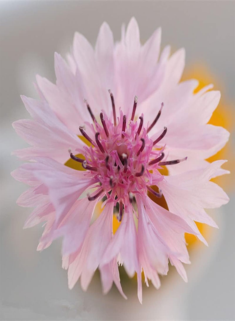 جي جوت 50 قطعة من بذور زهرة الذرة، زهرة زينة سنوية مزروعة في الداخل والخارج، أزهار جميلة تنضح برائحة تجذب الفراشات - Image 1