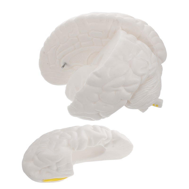 Human Brain Model: Anatomically Brain Model With Display Base For Science Education Classroom Study Display Teaching - Image 1