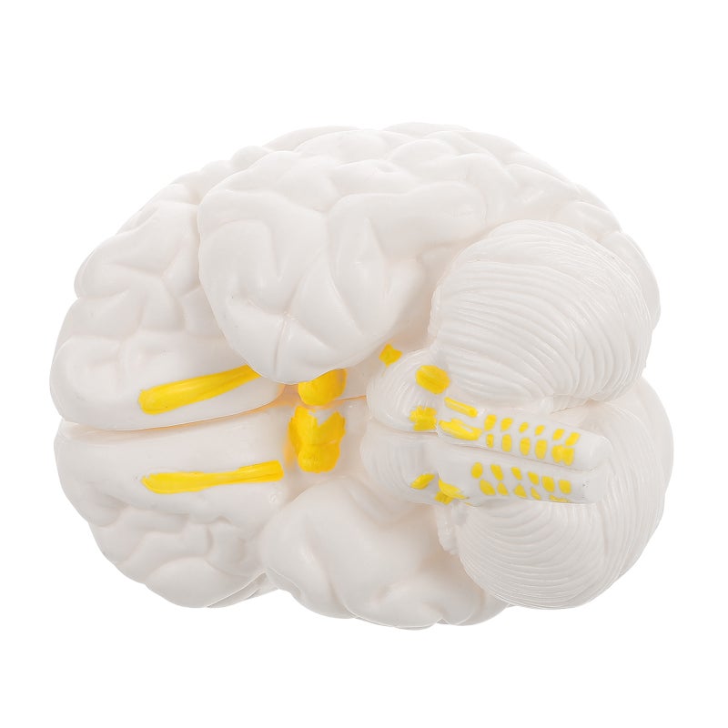 Human Brain Model: Anatomically Brain Model With Display Base For Science Education Classroom Study Display Teaching - Image 5