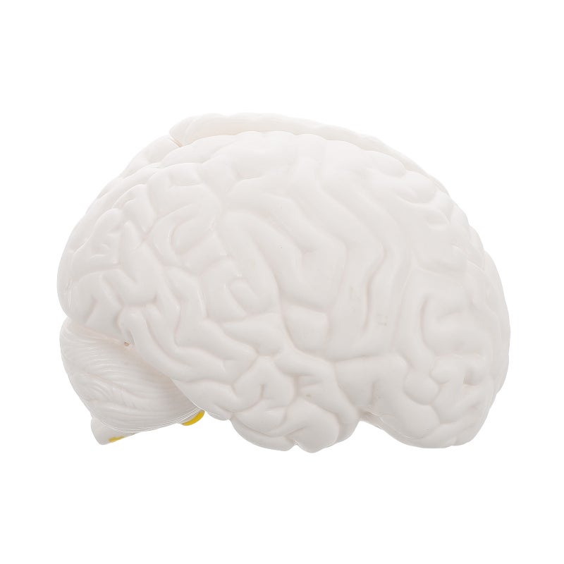 Human Brain Model: Anatomically Brain Model With Display Base For Science Education Classroom Study Display Teaching - Image 4