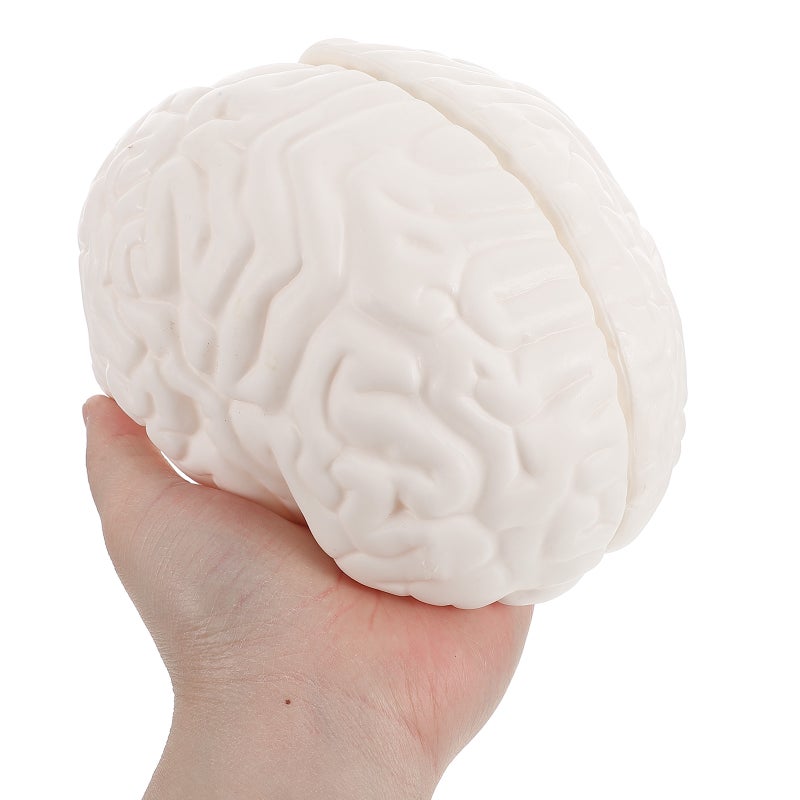 Human Brain Model: Anatomically Brain Model With Display Base For Science Education Classroom Study Display Teaching - Image 2