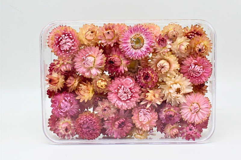 FANCY Natural Dried Strawflowers 6 Vibrant Colors, Ready-to-Use Resin Potpourri Floral, Long-Lasting Home Decor Gift in Clear Transparent Display Box (pink, L) - Image 4