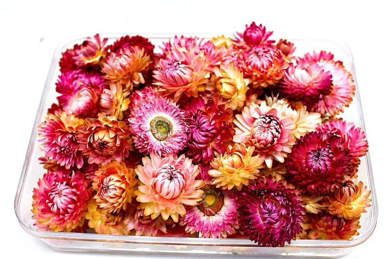 FANCY Natural Dried Strawflowers 6 Vibrant Colors, Ready-to-Use Resin Potpourri Floral, Long-Lasting Home Decor Gift in Clear Transparent Display Box (pink, L) - Image 1