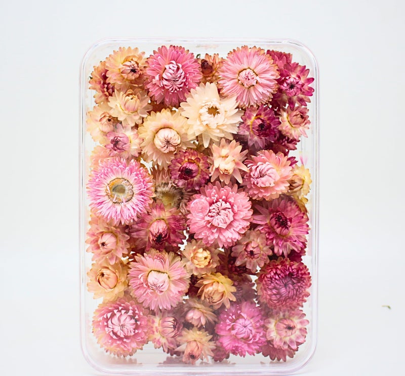 FANCY Natural Dried Strawflowers 6 Vibrant Colors, Ready-to-Use Resin Potpourri Floral, Long-Lasting Home Decor Gift in Clear Transparent Display Box (pink, L) - Image 2