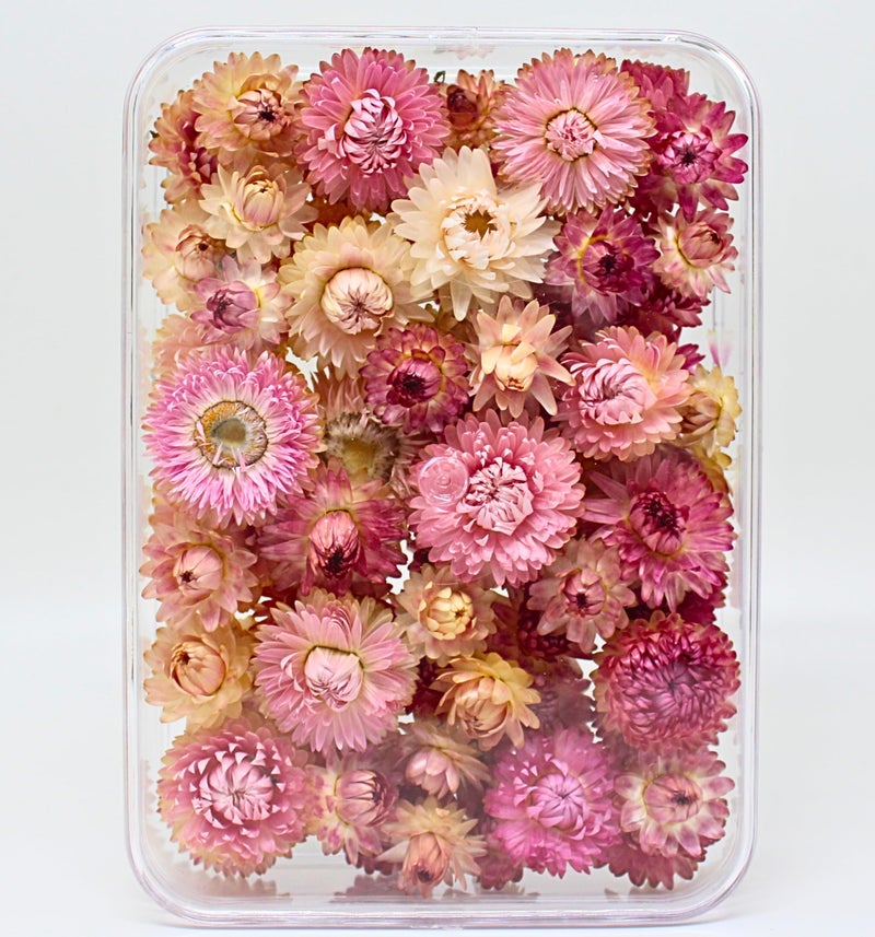 FANCY Natural Dried Strawflowers 6 Vibrant Colors, Ready-to-Use Resin Potpourri Floral, Long-Lasting Home Decor Gift in Clear Transparent Display Box (pink, L) - Image 3