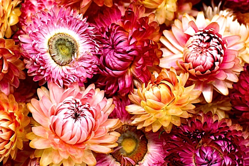 FANCY Natural Dried Strawflowers 6 Vibrant Colors, Ready-to-Use Resin Potpourri Floral, Long-Lasting Home Decor Gift in Clear Transparent Display Box (pink, L) - Image 5
