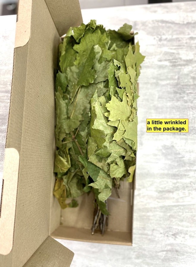 ECOVENIK Natural Canadian Oak, Season 2025 - Branches Dry for a Sauna Accessories for Banya 100% Handmade (Made in Europe) - Image 3