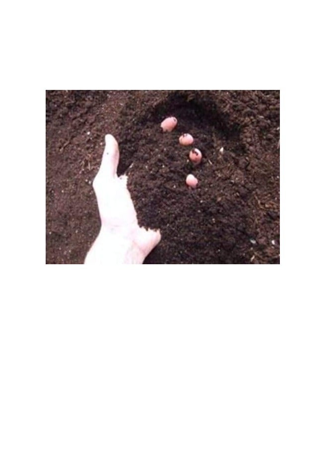 Vermicompost- Multipurpose Super Food for All Plants -for Healthy Plants and Soil - Ideal for Home and Terrace Gardens - Cattle Feed - Fertilizer - 950 gm (.9) - Image 2