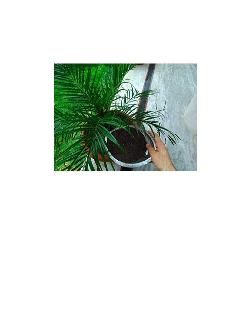 Vermicompost- Multipurpose Super Food for All Plants -for Healthy Plants and Soil - Ideal for Home and Terrace Gardens - Cattle Feed - Fertilizer - 950 gm (.9) - Image 3