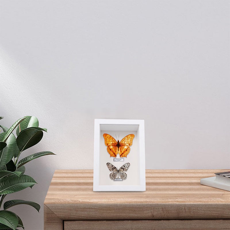 Photo Display Box, Handcrafted for Insect Specimen and Decorative Use, Durable Design - Image 3