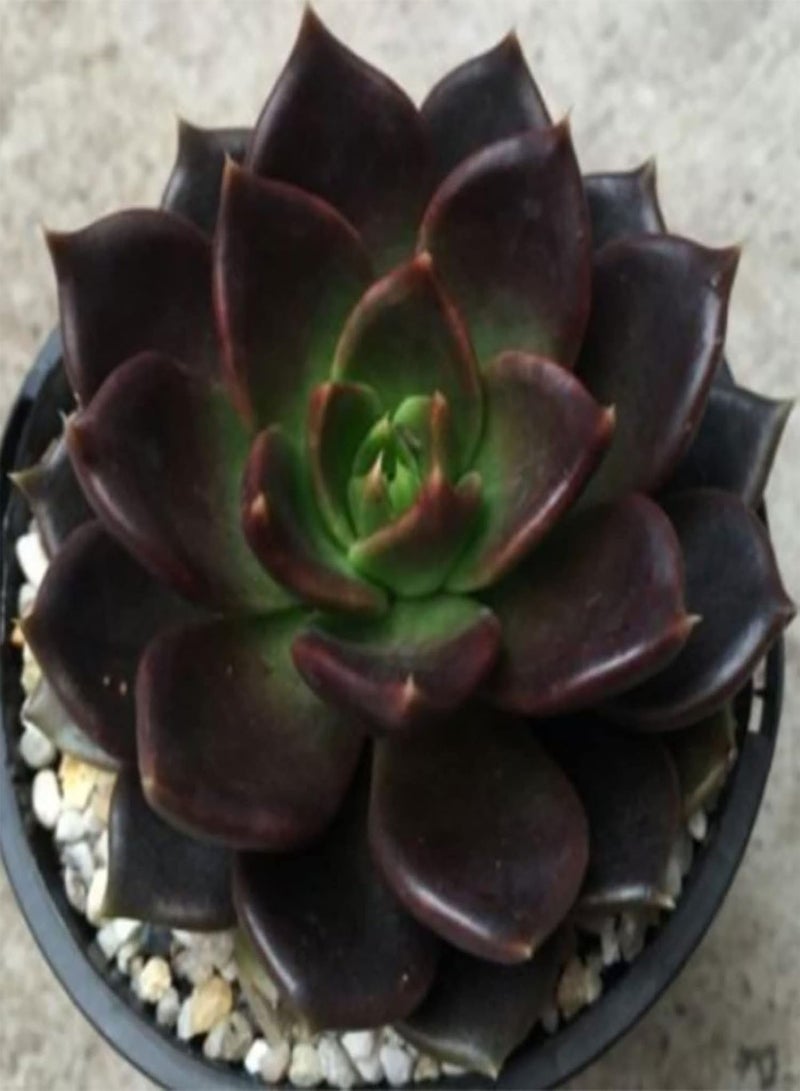 GGOOT Seeds Plant for Garden Decoration,100Pcs/Bag Succulent Seeds Fresh Lovely Appearance Aesthetic Householld Garden Seeds for Balcony - Succulent Seeds - Image 2