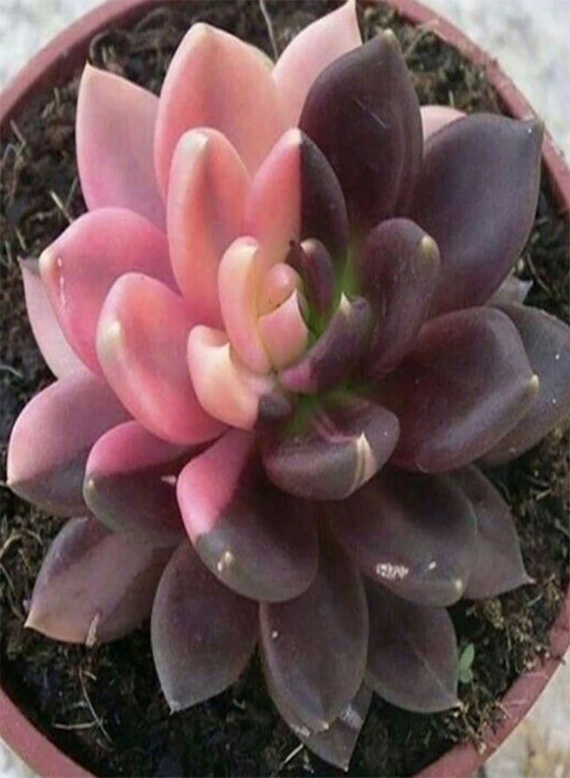 GGOOT Seeds Plant for Garden Decoration,100Pcs/Bag Succulent Seeds Fresh Lovely Appearance Aesthetic Householld Garden Seeds for Balcony - Succulent Seeds - Image 4