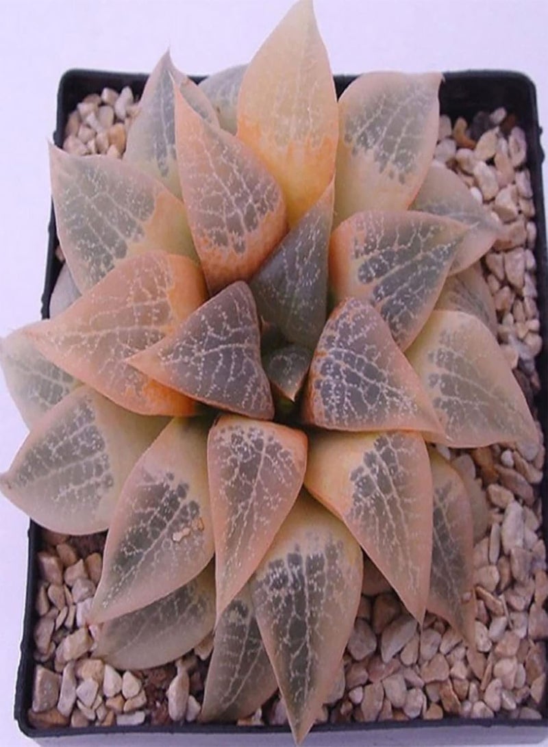 GGOOT Seeds Plant for Garden Decoration,100Pcs/Bag Succulent Seeds Fresh Lovely Appearance Aesthetic Householld Garden Seeds for Balcony - Succulent Seeds - Image 3