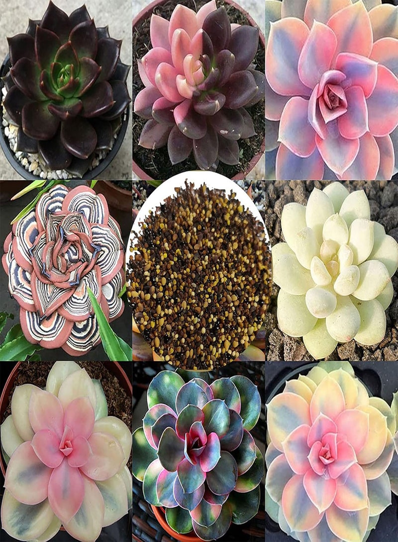 GGOOT Seeds Plant for Garden Decoration,100Pcs/Bag Succulent Seeds Fresh Lovely Appearance Aesthetic Householld Garden Seeds for Balcony - Succulent Seeds - Image 1